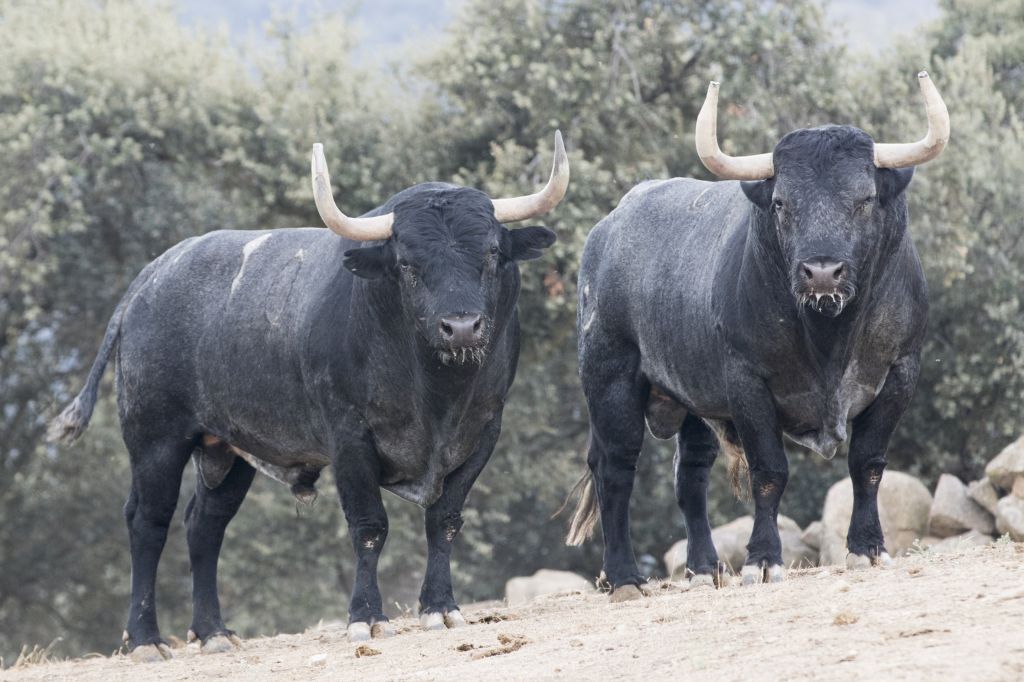 Toros de Adolfo Martín para la Feria de Otoño de Madrid 2018