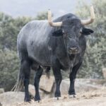 Toros de Adolfo Martín para la Feria de Otoño de Madrid 2018