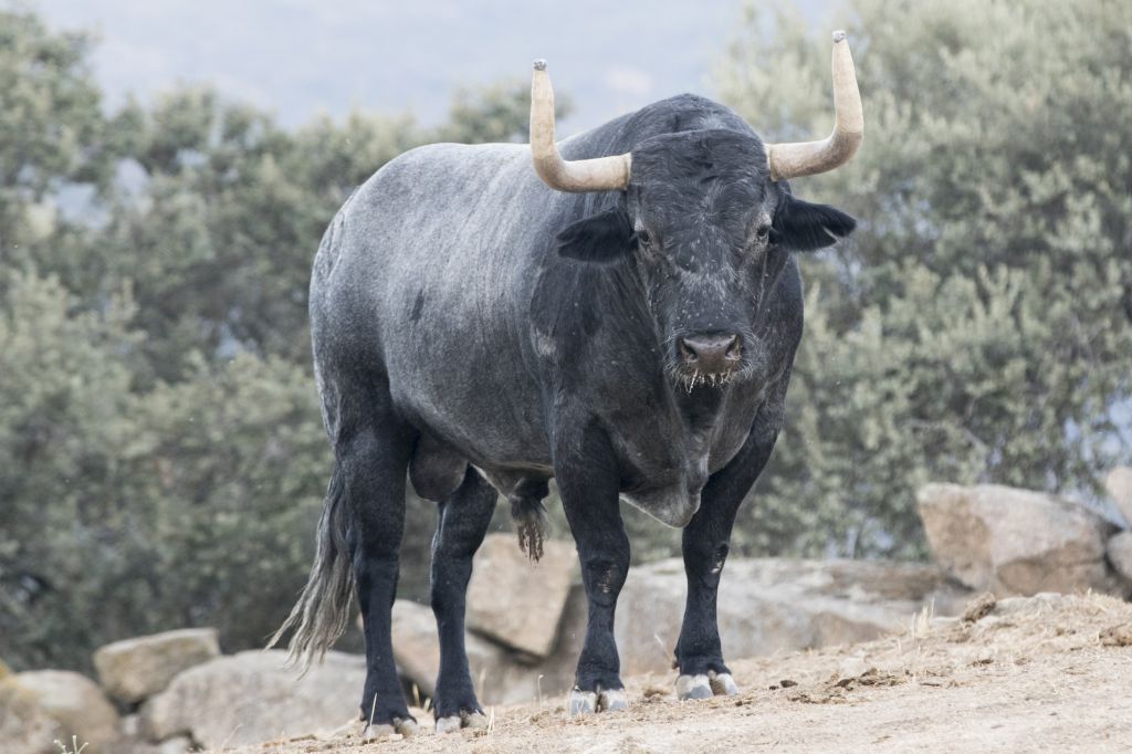 Toros de Adolfo Martín para la Feria de Otoño de Madrid 2018