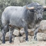 Toros de Adolfo Martín para la Feria de Otoño de Madrid 2018