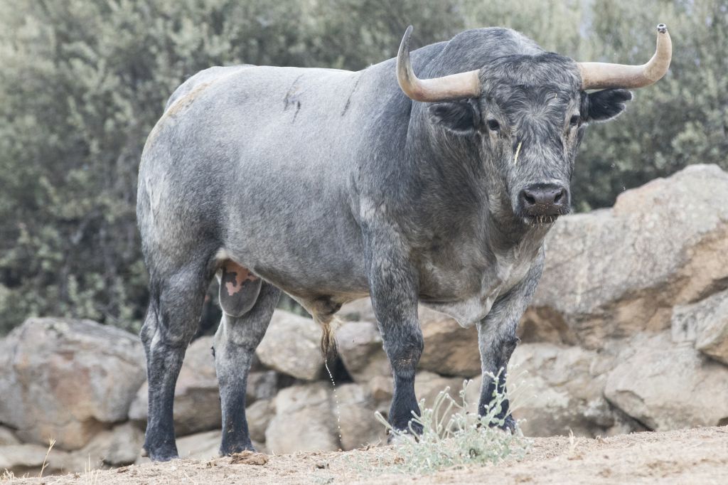 Toros de Adolfo Martín para la Feria de Otoño de Madrid 2018