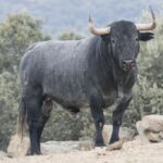 Toros de Adolfo Martín para la Feria de Otoño de Madrid 2018