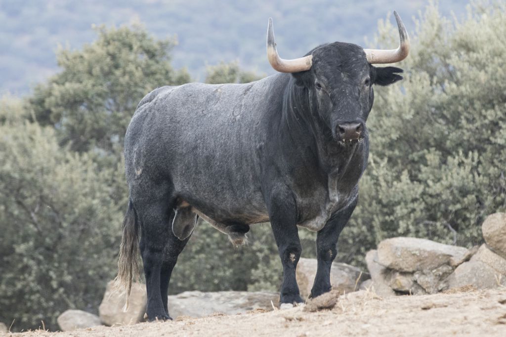 Toros de Adolfo Martín para la Feria de Otoño de Madrid 2018