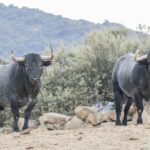 Toros de Adolfo Martín para la Feria de Otoño de Madrid 2018