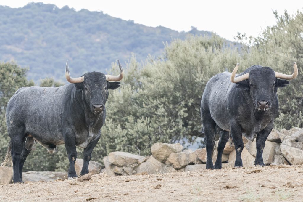 Toros de Adolfo Martín para la Feria de Otoño de Madrid 2018