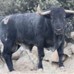 Toros de Adolfo Martín para la Feria de Otoño de Madrid 2018