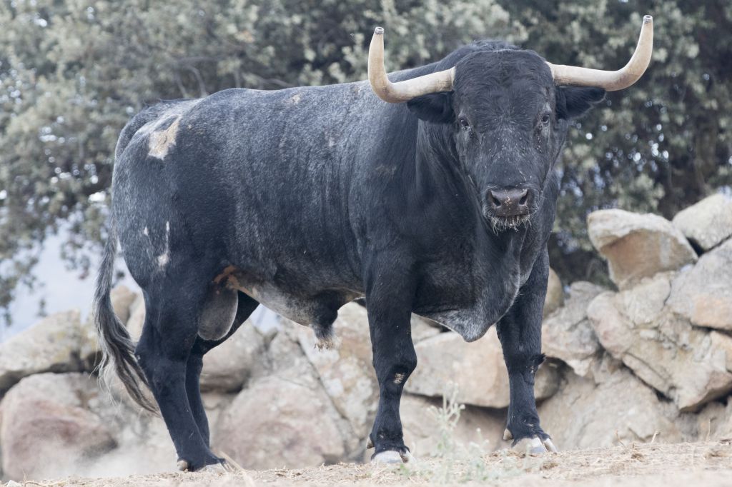 Toros de Adolfo Martín para la Feria de Otoño de Madrid 2018