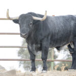 Toros de Adolfo Martín para la Feria de Otoño de Madrid 2018