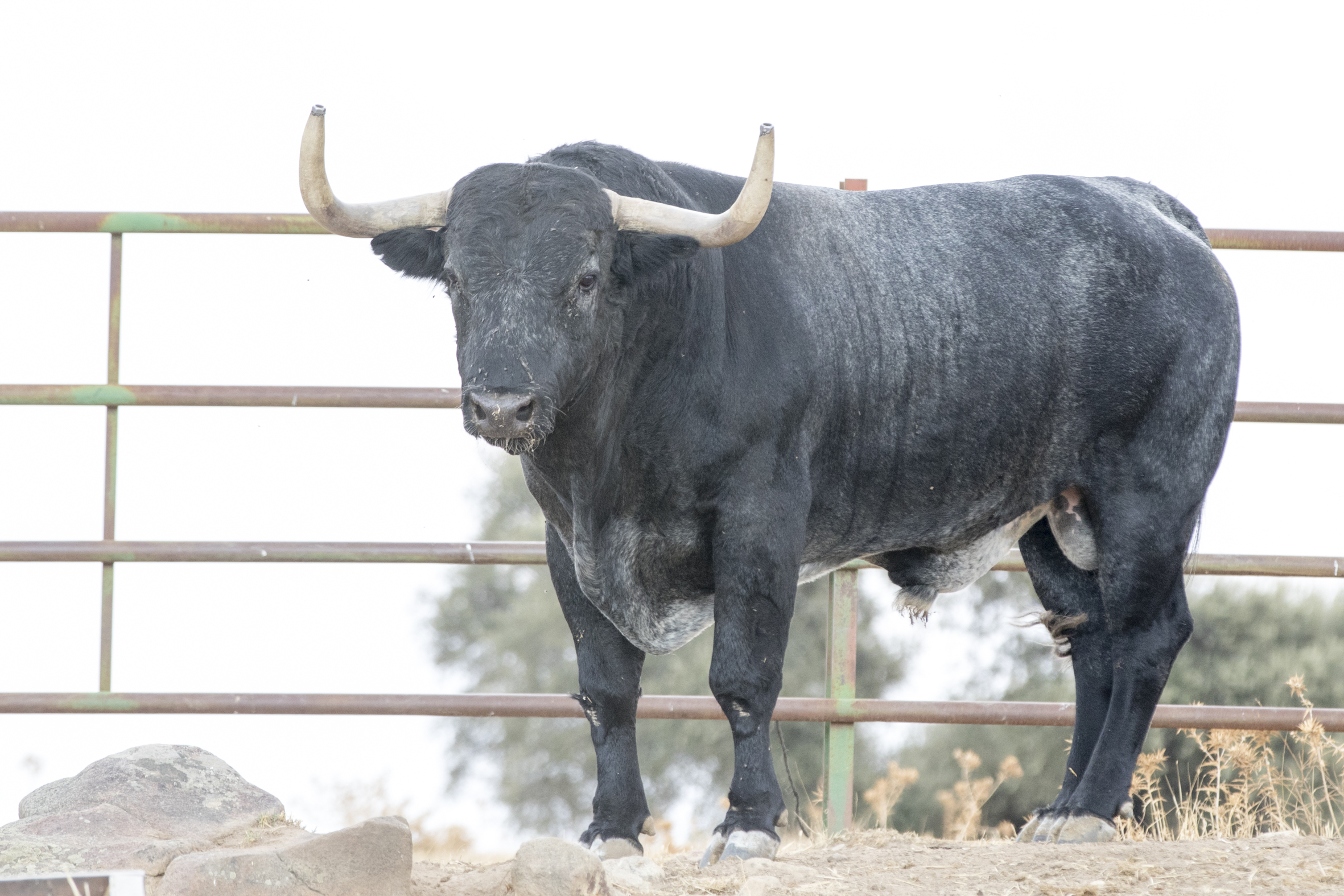Toros de Adolfo Martín para la Feria de Otoño de Madrid 2018