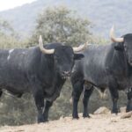 Toros de Adolfo Martín para la Feria de Otoño de Madrid 2018