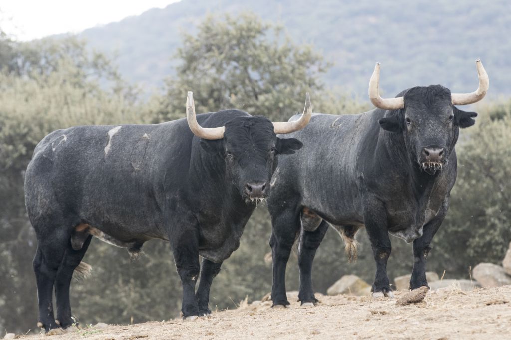 Toros de Adolfo Martín para la Feria de Otoño de Madrid 2018