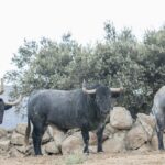 Toros de Adolfo Martín para la Feria de Otoño de Madrid 2018