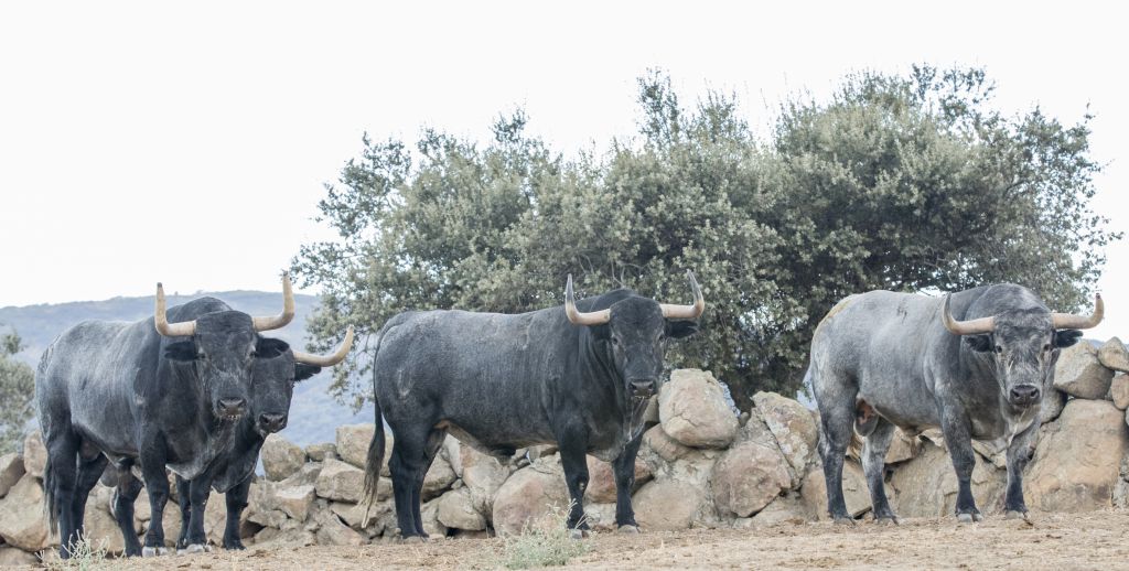 Toros de Adolfo Martín para la Feria de Otoño de Madrid 2018