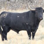 Toros de Adolfo Martín para la Feria de Otoño de Madrid 2018
