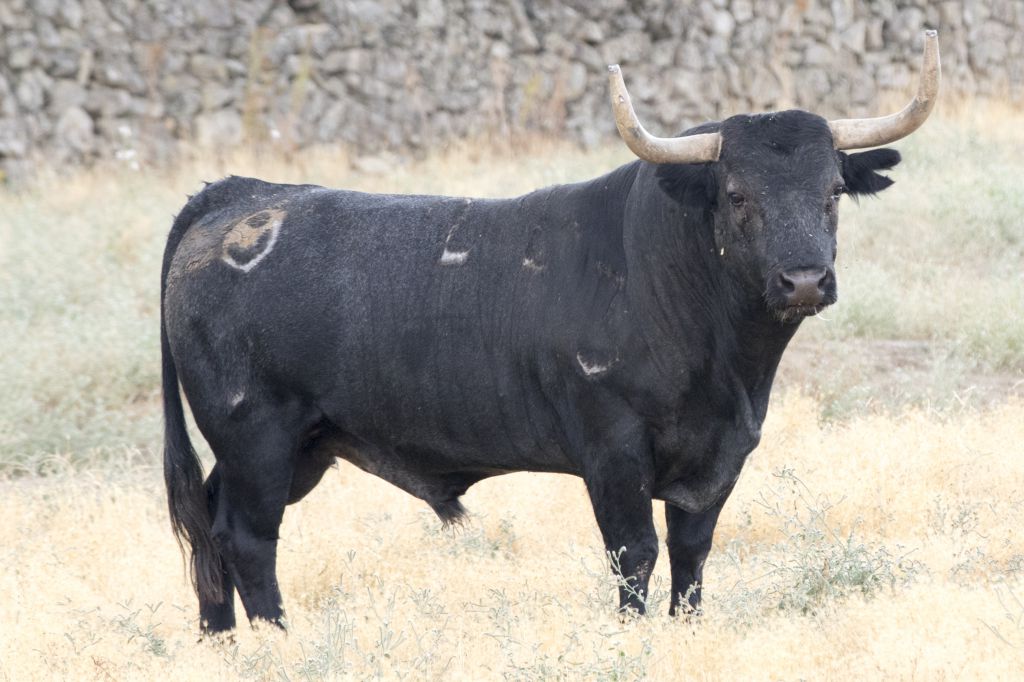 Toros de Adolfo Martín para la Feria de Otoño de Madrid 2018