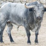 Toros de Adolfo Martín para la Feria de Otoño de Madrid 2018