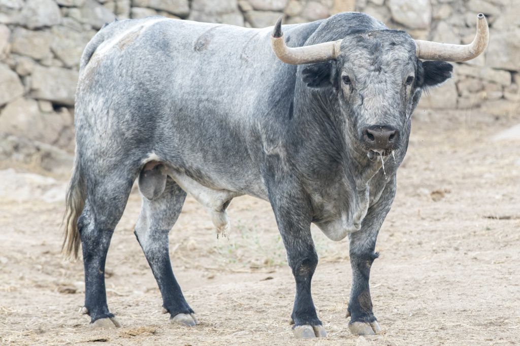 Toros de Adolfo Martín para la Feria de Otoño de Madrid 2018