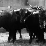 Zaragoza - Feria del Pilar - Sorteo - Domingo 7 de octubre de 2018