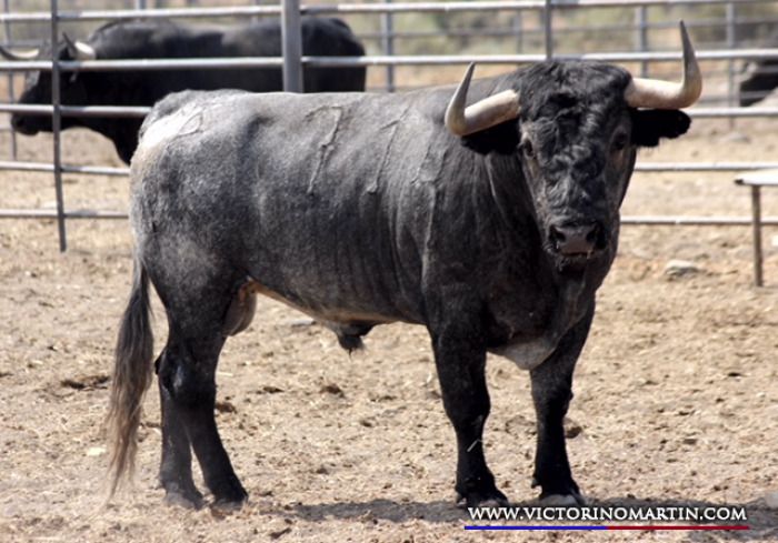 Reseñados los ocho victorinos para la Corrida Total
