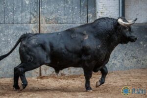 Madrid - Feria de Otoño - Sorteo - Sábado 6 de octubre de 2018