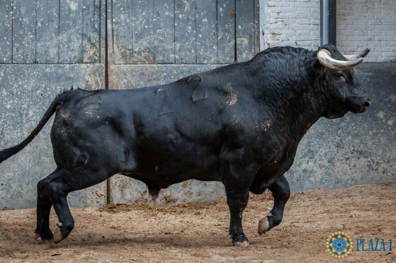 Aldeanito, de Sánchez y Sánchez, abre la encerrona de Ventura en Las Ventas