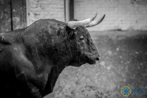 Madrid - Feria de Otoño - Sorteo - Domingo 7 de octubre de 2018