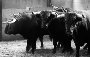 Zaragoza - Feria del Pilar - Sorteo - Domingo 7 de octubre de 2018