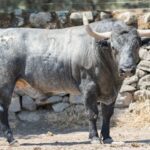 Toros de Adolfo Martín para Zaragoza. 11 de octubre de 2018