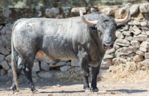 Toros de Adolfo Martín para Zaragoza. 11 de octubre de 2018