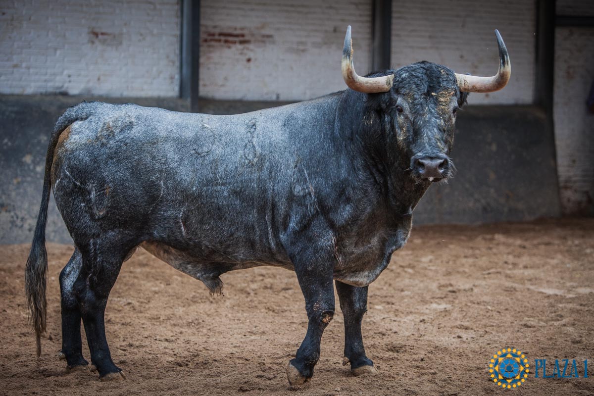 Chaparrito, de Adolfo Martín, abre la tarde en Las Ventas