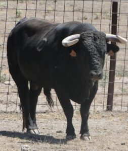 Quitasol, nº 6, quinto de la tarde.