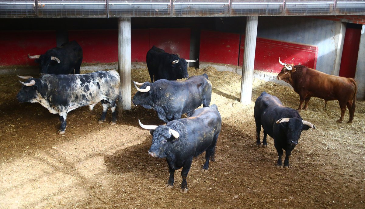 Sorteados los toros de El Pilar para Zaragoza