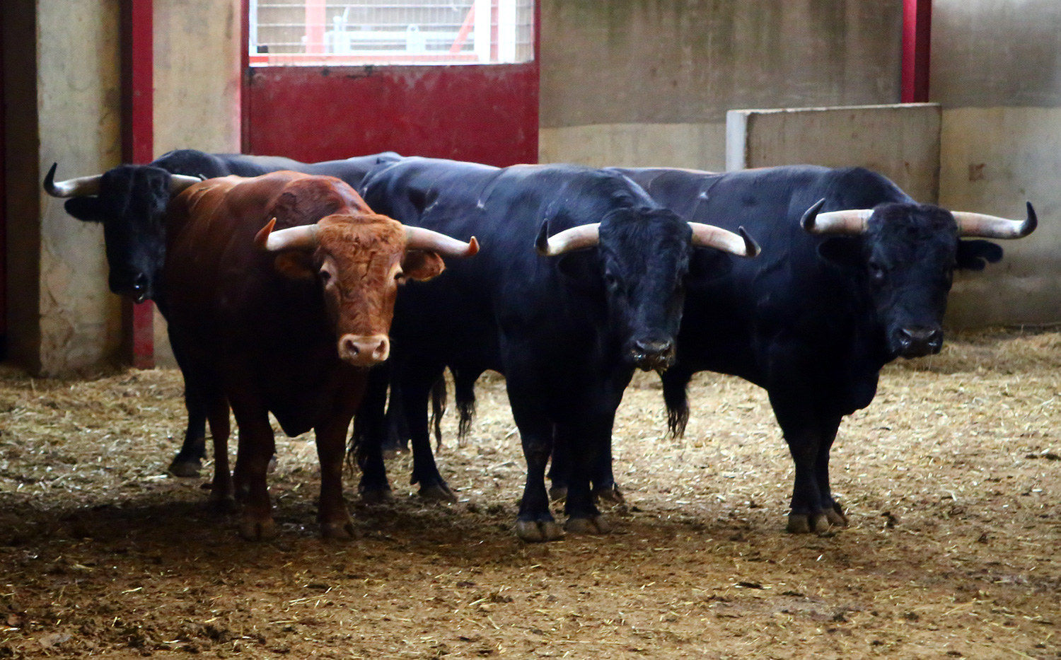 Un novillo de Carriquiri remienda la de El Parralejo en Zaragoza