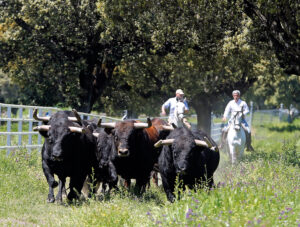 Antonio López Gibaja