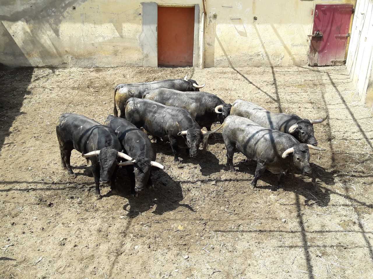 Adolfo Martín, Mejor Toro de la Feria de San Lorenzo 2018