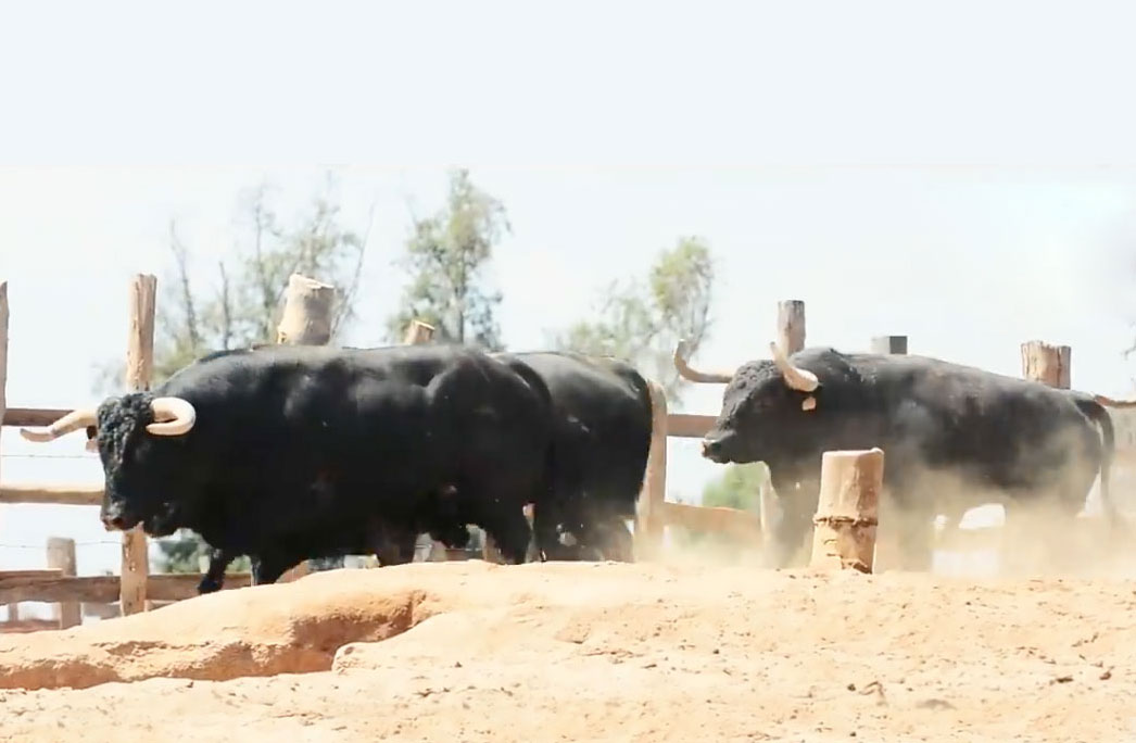 Los toros españoles para Lima