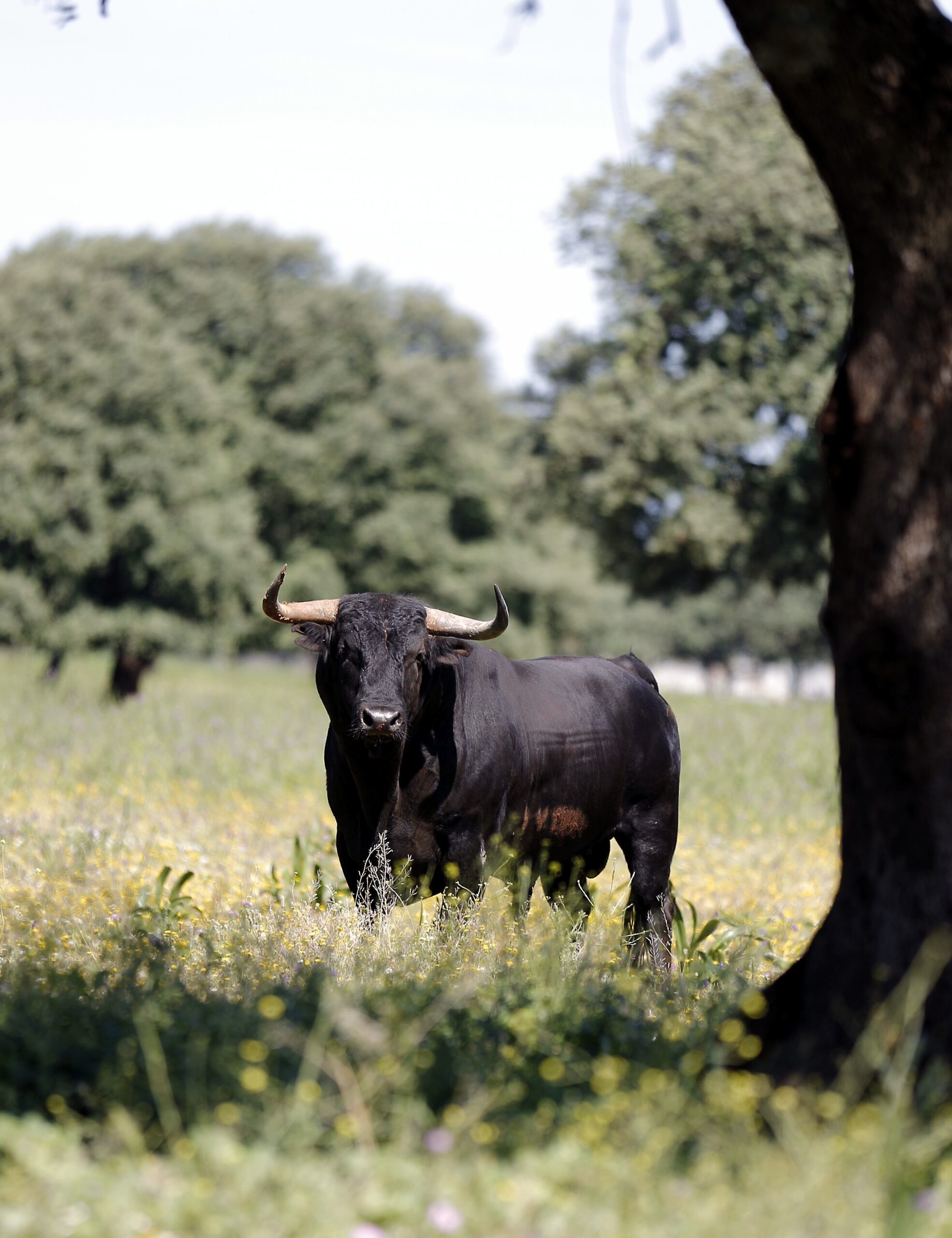 Reportaje en la ganadería de Herederos del Conde de la Maza Aplausos.es