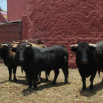 Toros de La Viña para la 1ª de la Feria del Señor de los Milagros de Lima