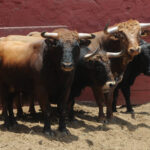 Toros de La Viña para la 1ª de la Feria del Señor de los Milagros de Lima