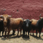 Toros de La Viña para la 1ª de la Feria del Señor de los Milagros de Lima