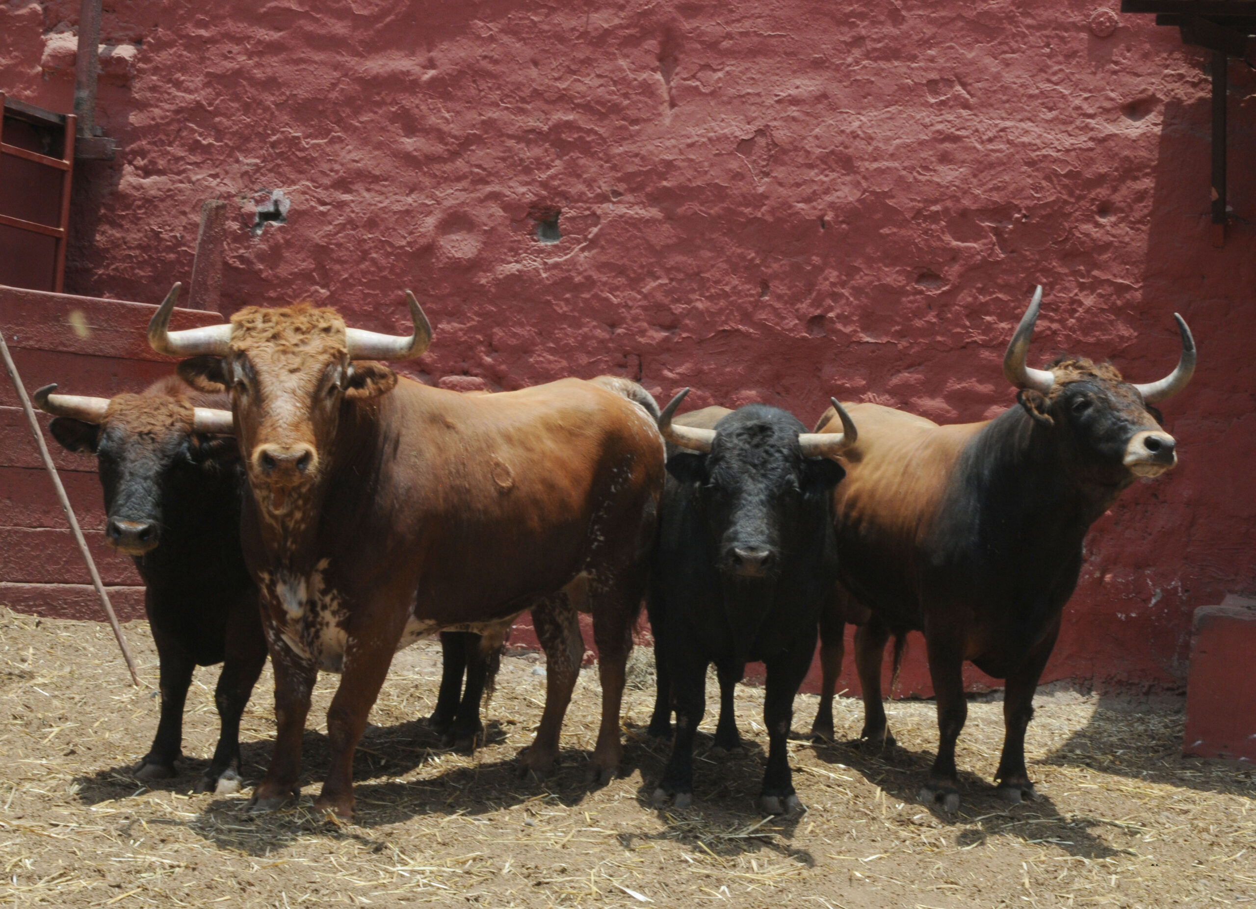 Toros de La Viña para la 1ª de la Feria del Señor de los Milagros de Lima