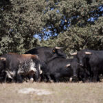 Montealto, camada 2019