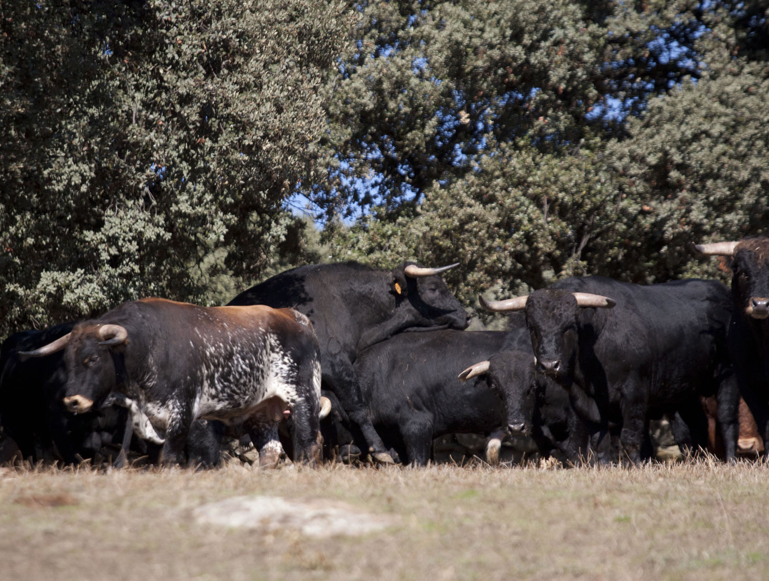 Montealto, camada 2019