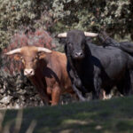 Montealto, camada 2019