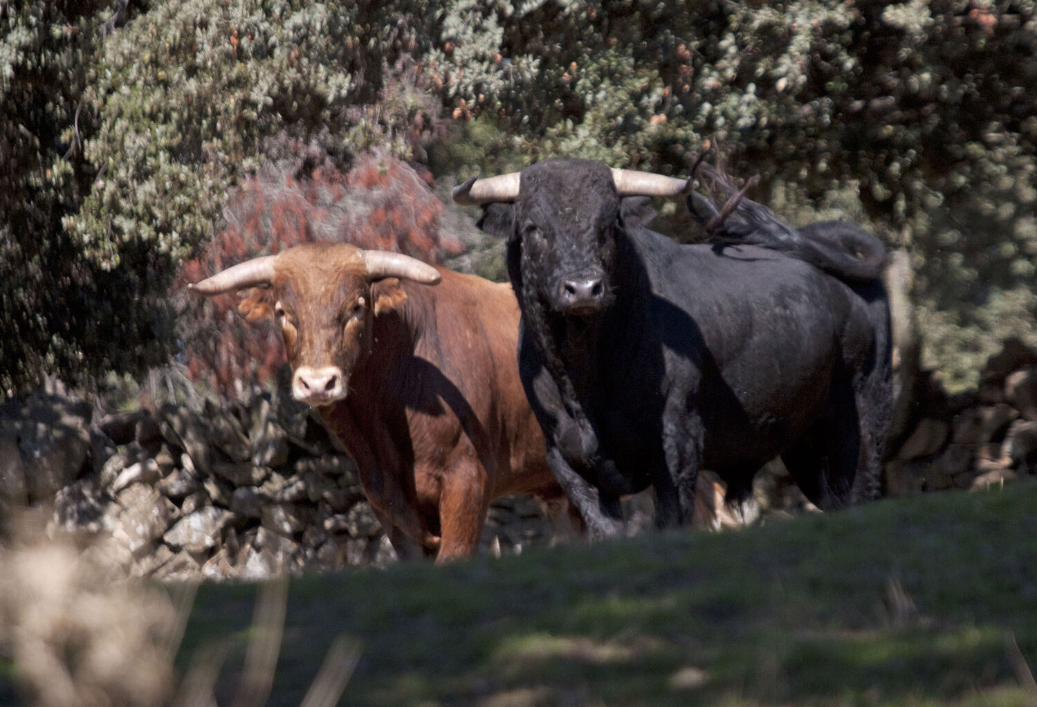 Montealto, camada 2019