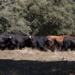 Montealto, camada 2019