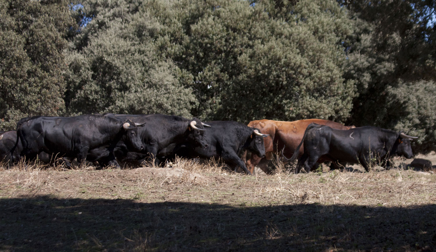 Montealto, camada 2019