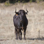 Montealto, camada 2019