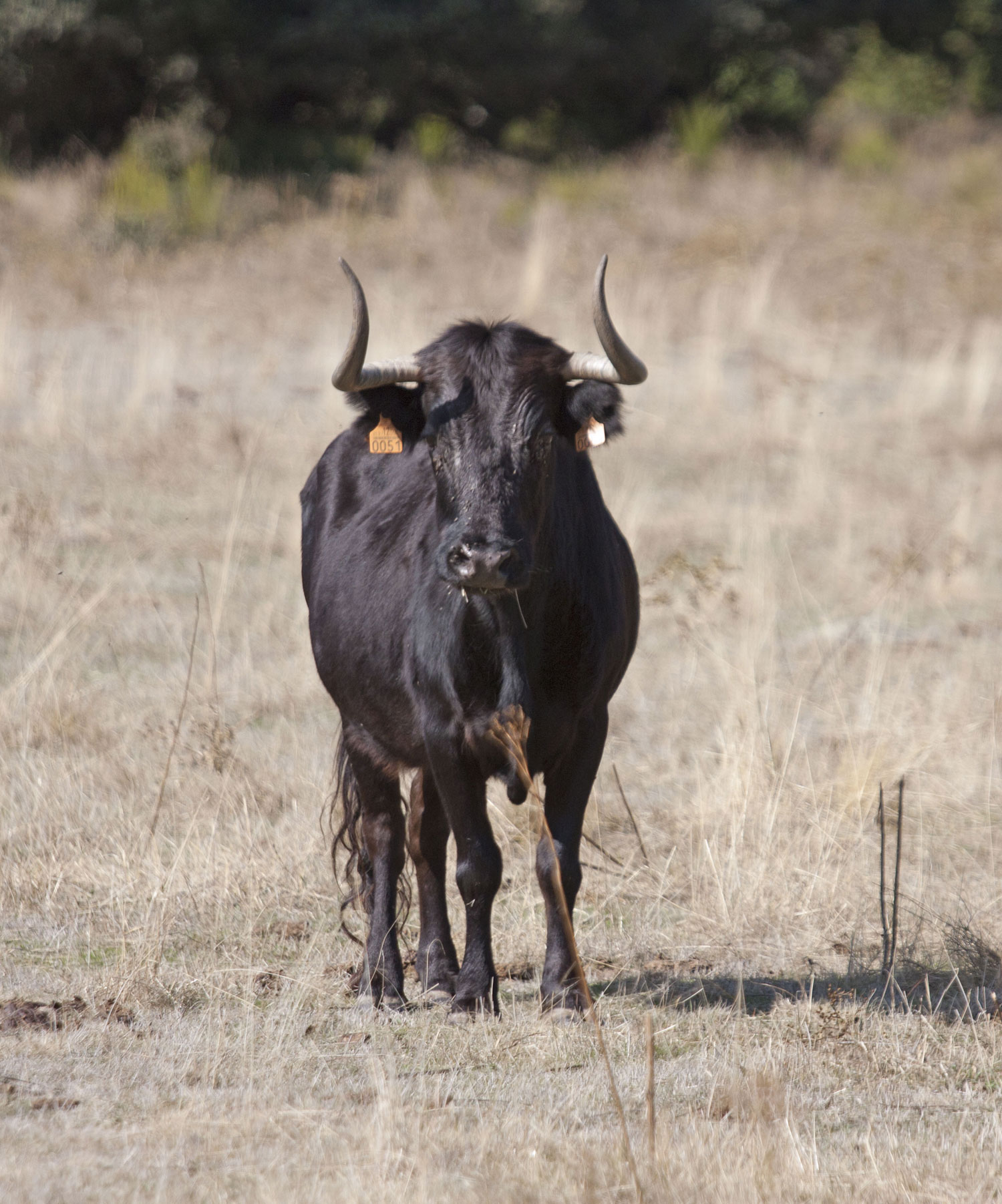 Montealto, camada 2019