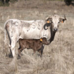 Montealto, camada 2019